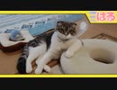 クッソ偉そうな子猫 ザベスを添えて【召喚獣はる】