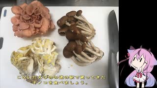 珍食材が食べたい！#59　トキイロヒラタケとヤナギマツタケとタモギタケと