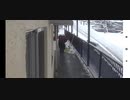 オオガメ（男）雪投げチャレンジ　2021-11-24-21-44-40-810