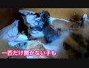目が開いて初めて猫らしいじゃれ合いをした子猫が可愛すぎた【生後十五日目-4 五匹の赤ちゃん猫 授乳中】