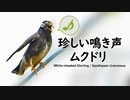 ムクドリの珍しい鳴き声1125