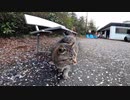 怖いけど気になる神社の猫【野良猫】【感動猫】