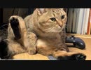 毛づくろいの理由