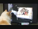 猫のAVを見る猫を見る猫【閲覧注意】