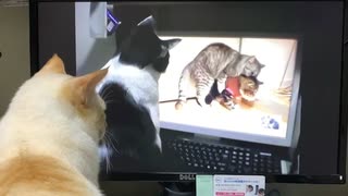 猫のAVを見る猫を見る猫【閲覧注意】