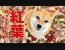 【紅葉狩り】柴犬には紅葉が似合う【秋の風物詩】