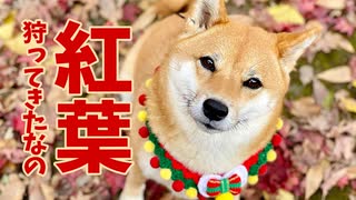 【紅葉狩り】柴犬には紅葉が似合う【秋の風物詩】