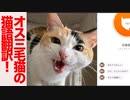 鳴き声のクセが凄いオス三毛猫、にゃんトーク猫語翻訳に挑む