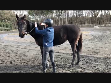 アジュさん の乗り方 動物 動画 ニコニコ動画