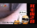 【イヤースコープASMR】ピンセットで耳毛をぶちぶち抜く音/本物耳かき音/Real Ear Cleaning Sound