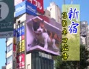 新宿の3Dﾈｺ広告