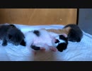 みんなよろしくねの動き