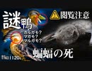 1120B【コウモリの死】謎カモ2種マルガモ?マガモのエクリプス。コサギの堰狩り。セキレイ3種。サツマイモの害虫羽虫。メジロとスズメ。鶴見川水系で野鳥撮影　#身近な生き物語　#マルガモ　#コウモリ