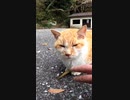 神社の猫に癒される日々#Shorts【野良猫】【感動猫】