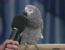 ものまねインコ