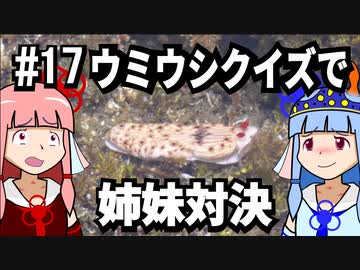 【琴葉姉妹の磯遊び】#17ウミウシクイズで姉妹対決【VOICEROID解説】