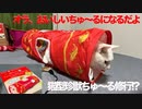 猫型珍獣、ちゅ〜るトンネルでちゅ〜るになる修行をする
