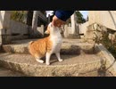 神社から帰ろうとすると先回りして帰るのを阻止しようとする野良猫