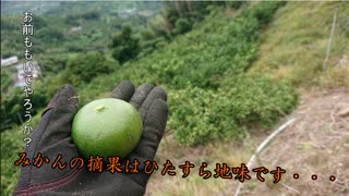 【農業】みかんの摘果ってすごい地味なんですよ。