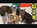 「ふれあいねこ展！」の巻（第236話）