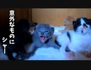 【速報】生まれて初めて赤ちゃん子猫が威嚇しました…飼主と意外なものに…