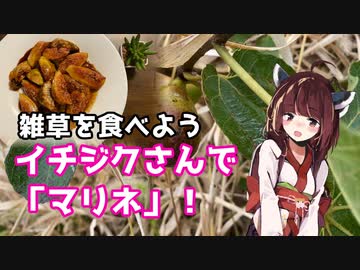 【思い切って野草を食べてみよう】#44 イチジクさんで「マリネ！」