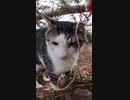 高台にある神社の猫が下界を見下ろす#Shorts【野良猫】【感動猫】