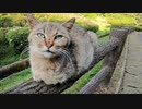 手摺りの上に野良猫が寝ていたので隣に座ったら膝の上に乗ってきた