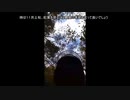 【動画を】紅葉を写したかった【初編集】