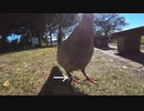 ある日の「レース鳩」？