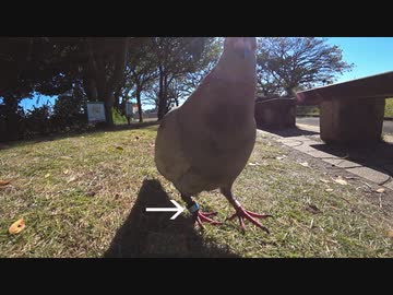 ある日の「レース鳩」？