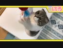 ジャンプ中、空中コンボを繰り出すクッソかわいい子猫【召喚獣はる】
