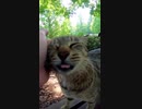 そこの人間よ！撫でてくれ！！#Shorts【野良猫】【感動猫】