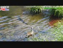 【始】カルガモ親子まとめA組 ①1～3日目（天才!志村どうぶつ園のカルガモ親子）本編切り抜きまとめ