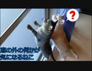 窓の外の何かが気になる猫たち