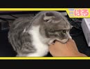 クッソ気分屋の子猫のツンデレ【召喚獣はる】