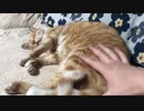 猫のセンシティブなところを触る