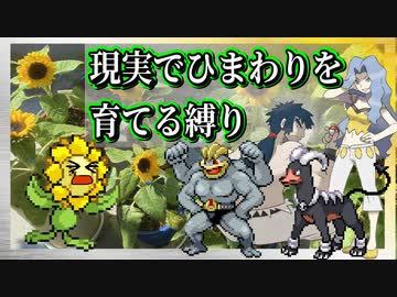 【実況】ヒマナッツが瀕死になったら「現実でひまわりを育てる」縛り（Part㉑）