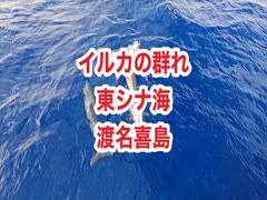 イルカの群れ！東シナ海