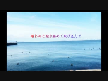 千日蒼/v4 flower