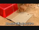 カメラ目線がプロなウズラ氏