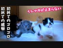 初めて子猫が飼主に威嚇しました「しかも末っ子」 他1：一匹だけ目が開かない子猫 他2：風邪、くしゃみも止まらない