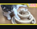 木製グルグルタワーを子猫と一緒にクッソレビュー【召喚獣はる】