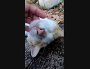撫でるとキマる野良猫#Shorts【野良猫】【感動猫】
