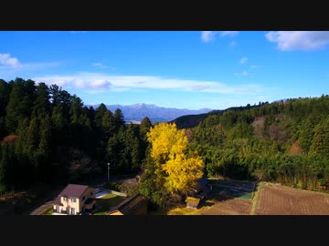 4K-速報！清水寺の大イチョウはまるで黄金を敷きつめた日本風情だった件！！
