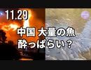 中国、大量の魚酔っぱらい？