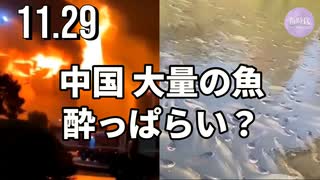 中国、大量の魚酔っぱらい？