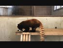 レッサーパンダがご飯を食べるだけ