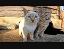 とにかく指を舐める子猫