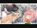【ウサギ】うさうさおへんじ【琴葉茜】